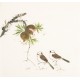Other Birds - CNAG006148