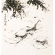 Shrimp - CNAG006158
