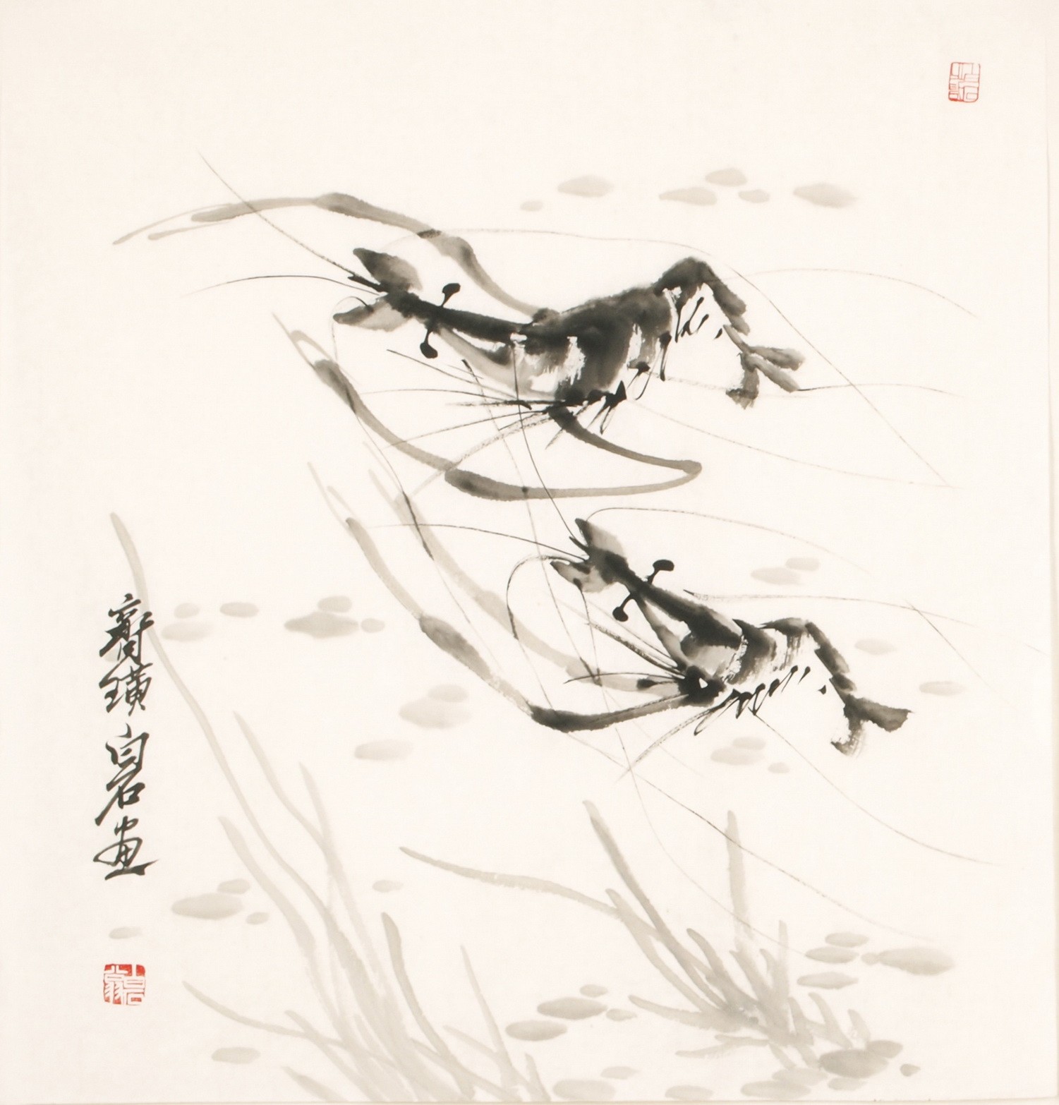 Shrimp - CNAG006160