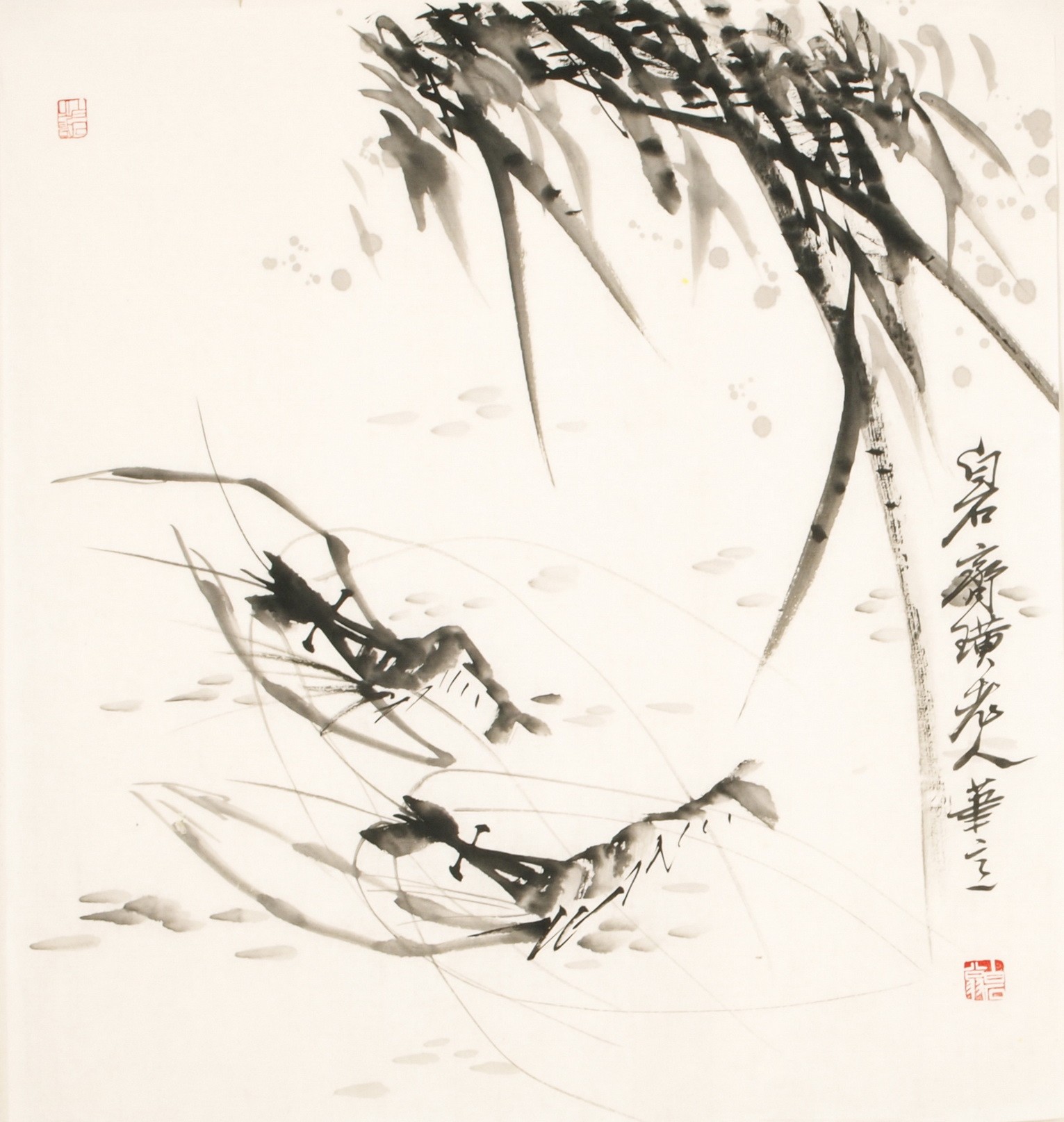 Shrimp - CNAG006164
