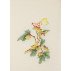 Peony - CNAG006168