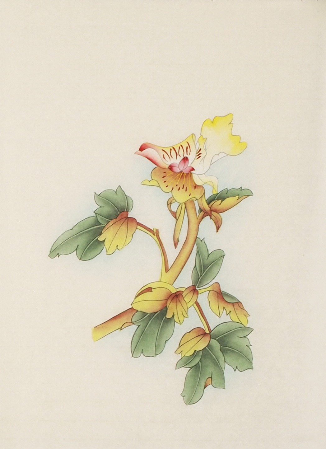 Peony - CNAG006168