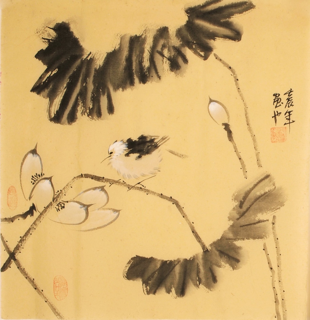 Lotus - CNAG006194