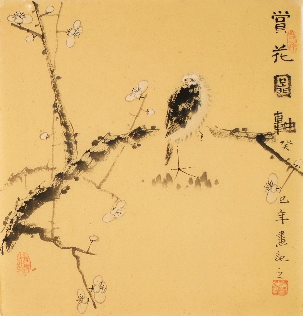 Plum - CNAG006197