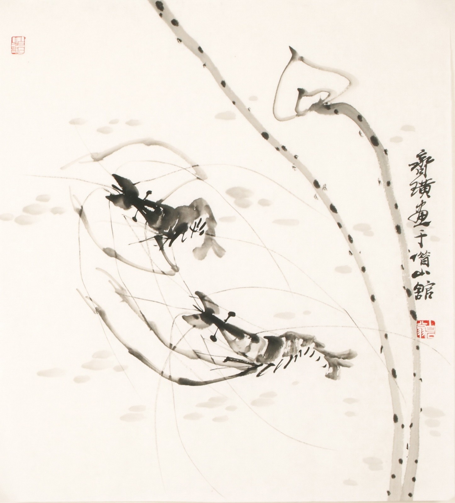 Shrimp - CNAG006217