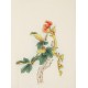 Peony - CNAG006218