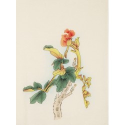 Peony - CNAG006218