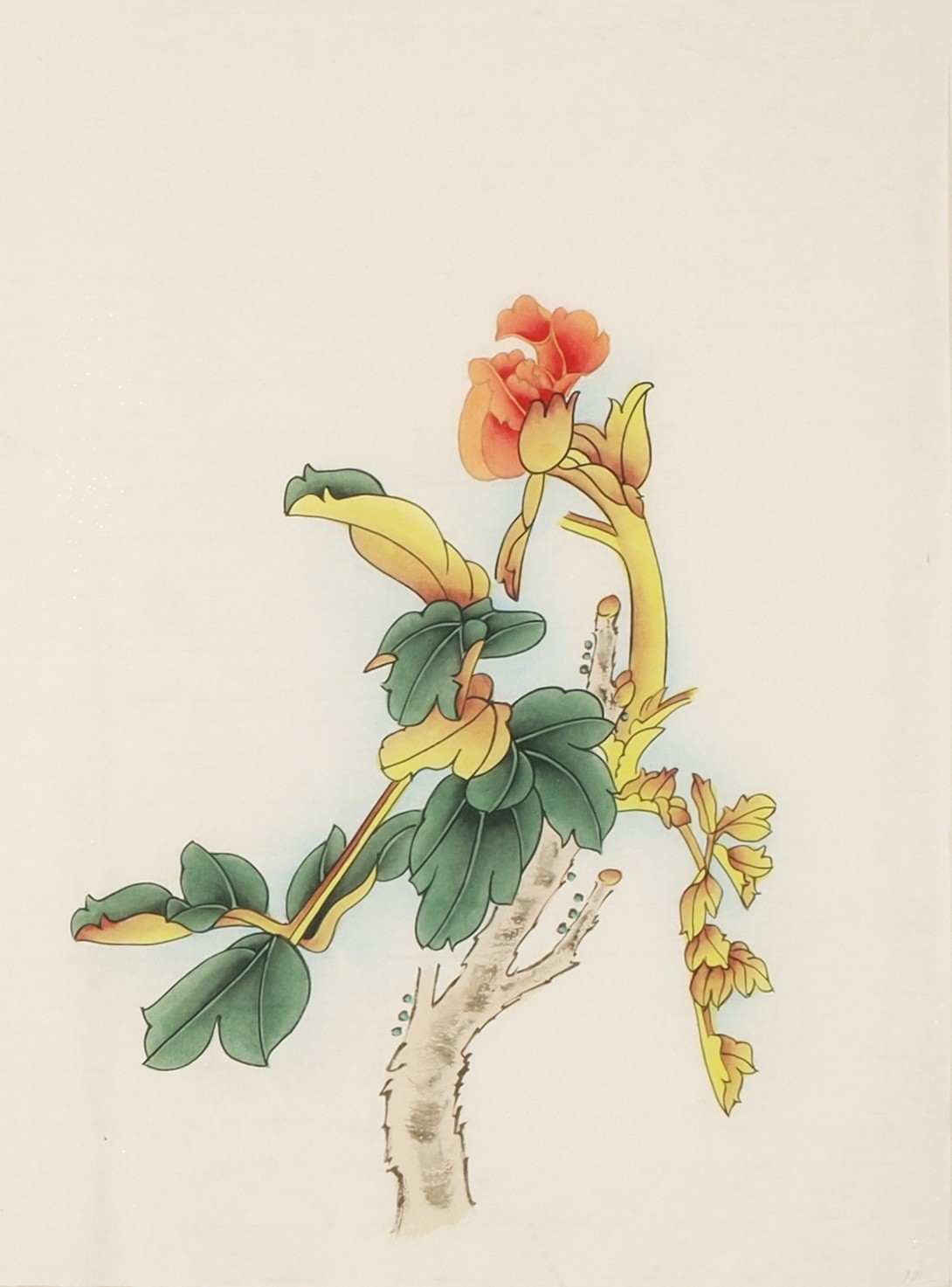 Peony - CNAG006218