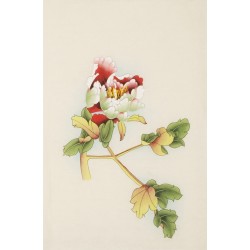Peony - CNAG006219