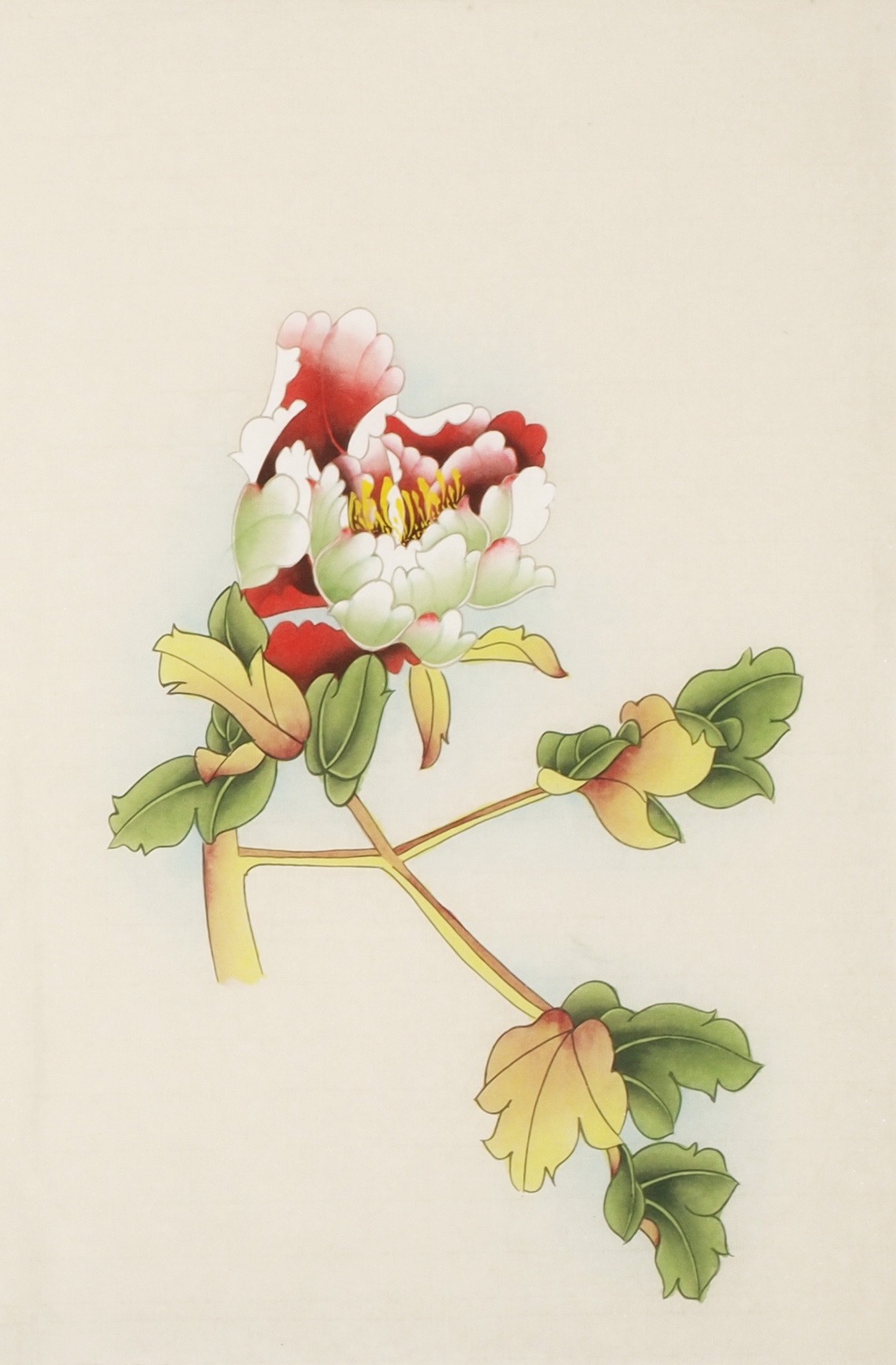 Peony - CNAG006219