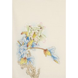 Peony - CNAG006220