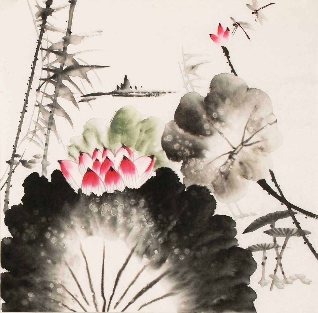 Lotus - CNAG006266