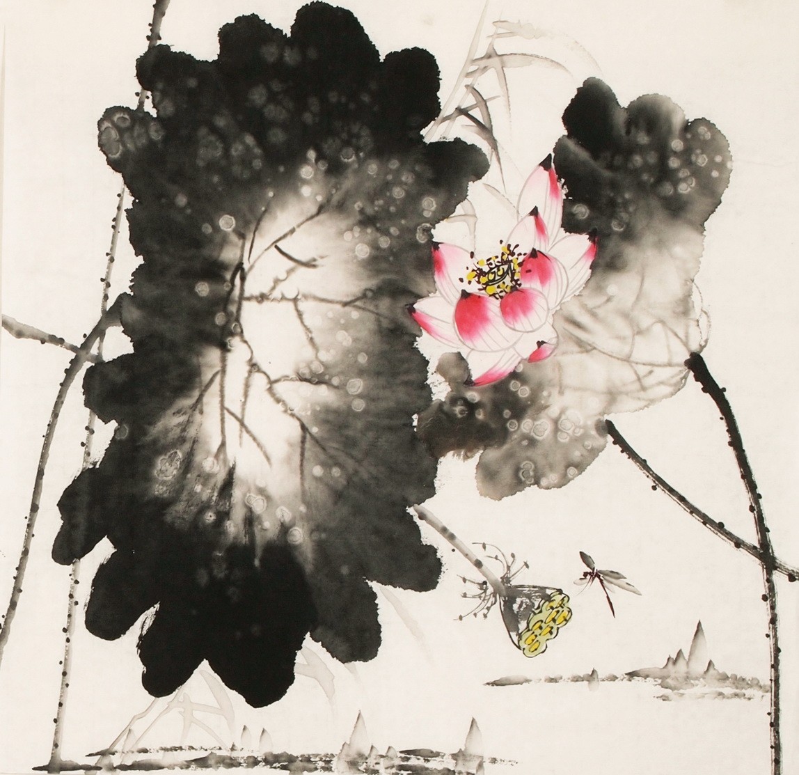 Lotus - CNAG006267