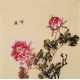 Peony - CNAG006328