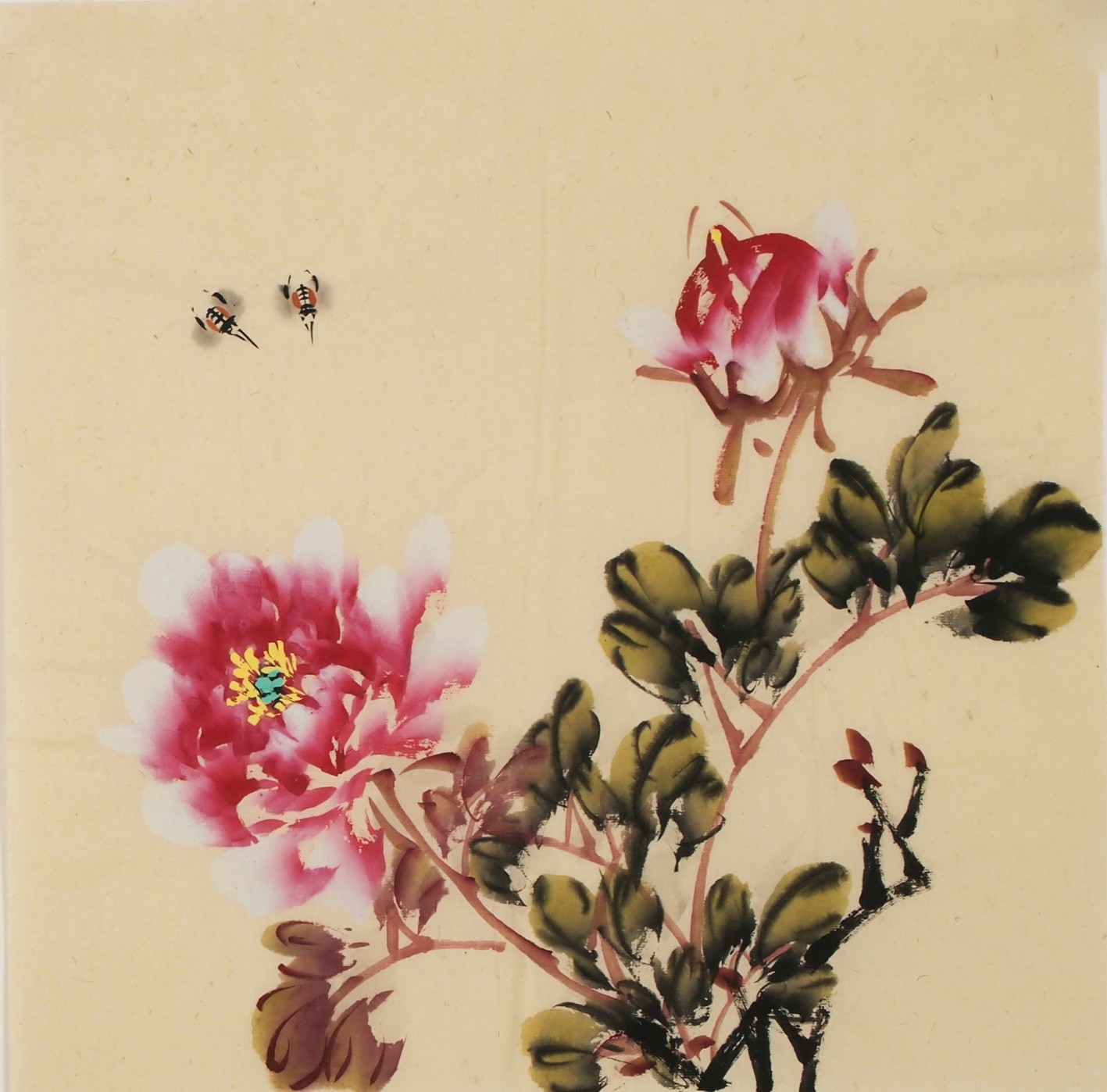 Peony - CNAG006328