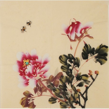 Peony - CNAG006329