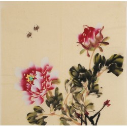 Peony - CNAG006330