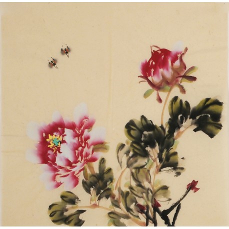 Peony - CNAG006330