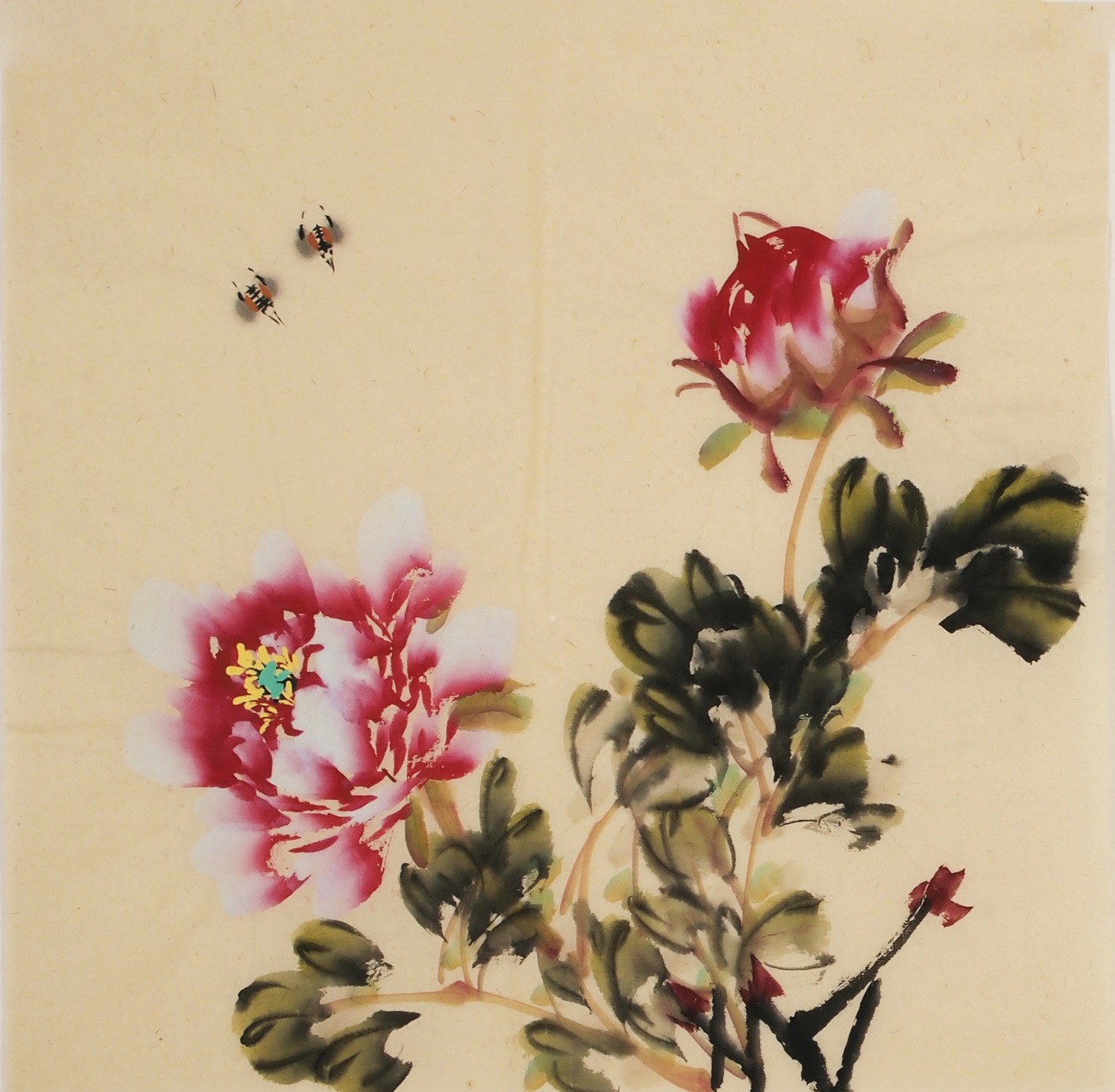 Peony - CNAG006330