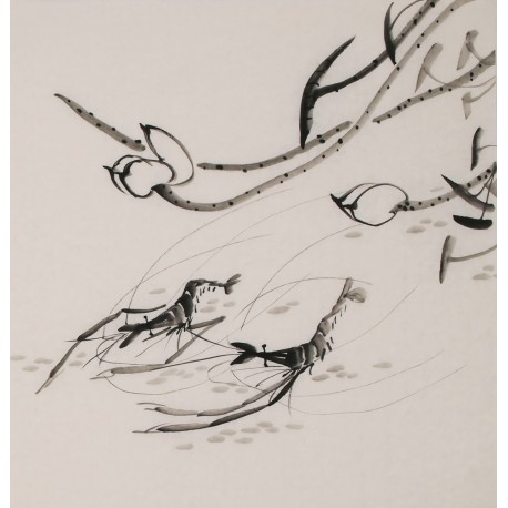 Shrimp - CNAG006334