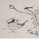 Shrimp - CNAG006338