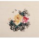 Peony - CNAG006342
