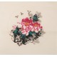 Peony - CNAG006348