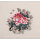 Peony - CNAG006351