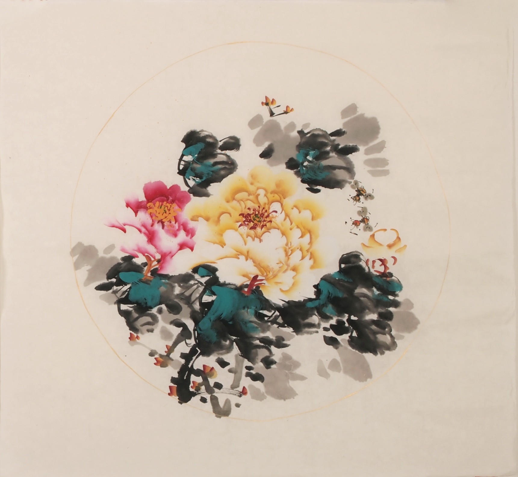 Peony - CNAG006353