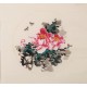 Peony - CNAG006355