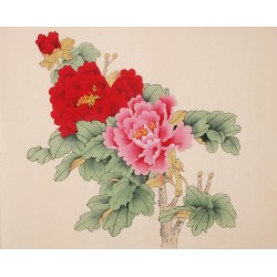 Peony - CNAG006356