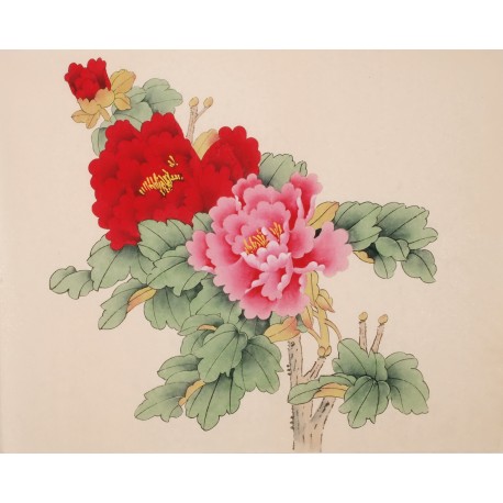 Peony - CNAG006356