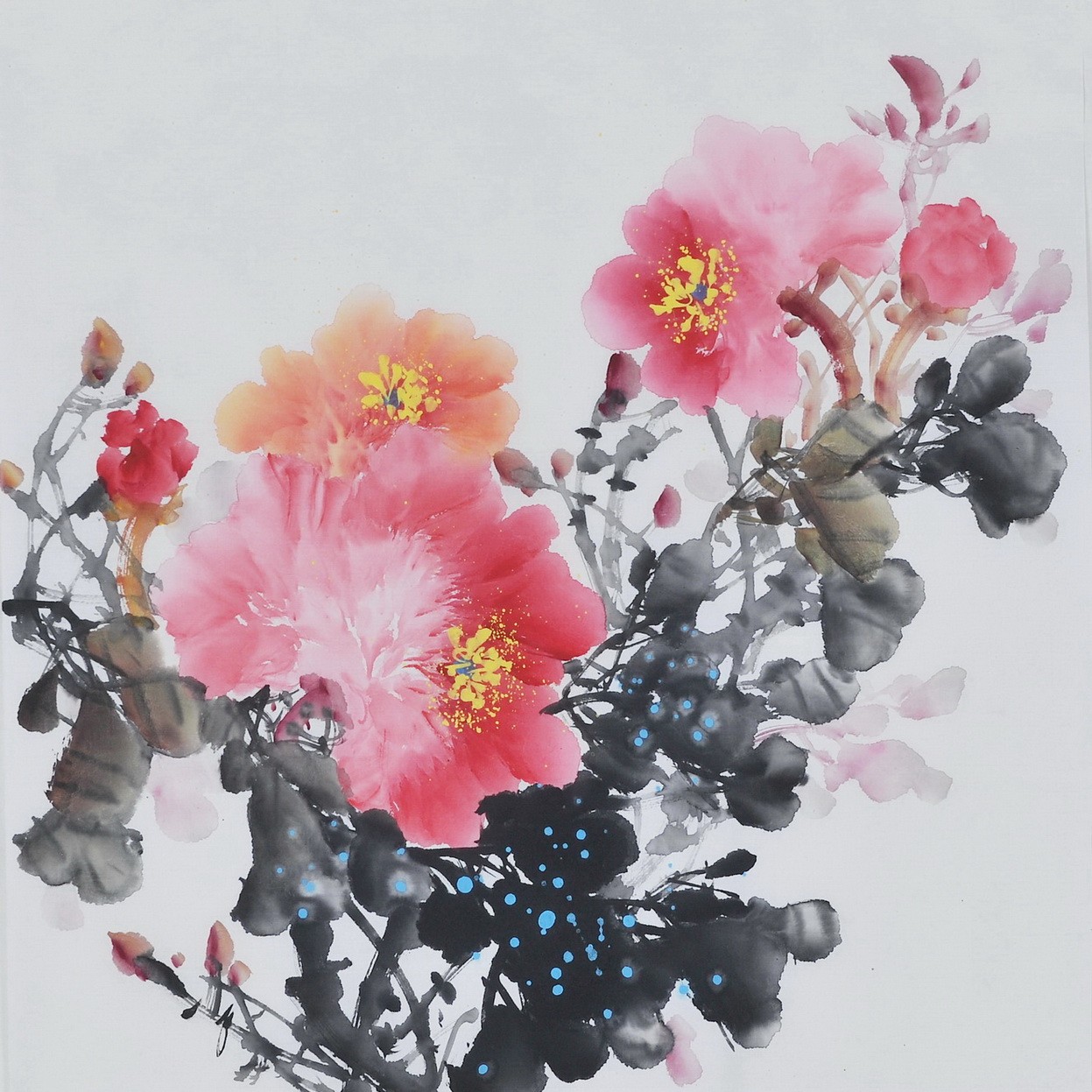 Peony - CNAG006360