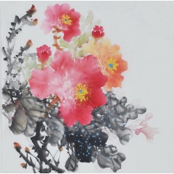 Peony - CNAG006361