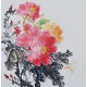 Peony - CNAG006362