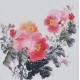 Peony - CNAG006363