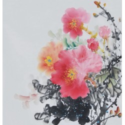 Peony - CNAG006365