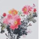 Peony - CNAG006370