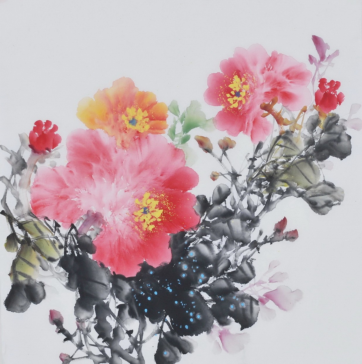 Peony - CNAG006370