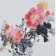 Peony - CNAG006373