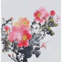 Peony - CNAG006379