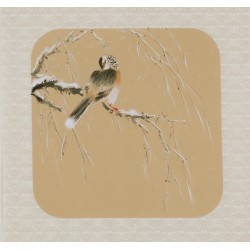 Willow - CNAG006385