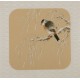 Willow - CNAG006394
