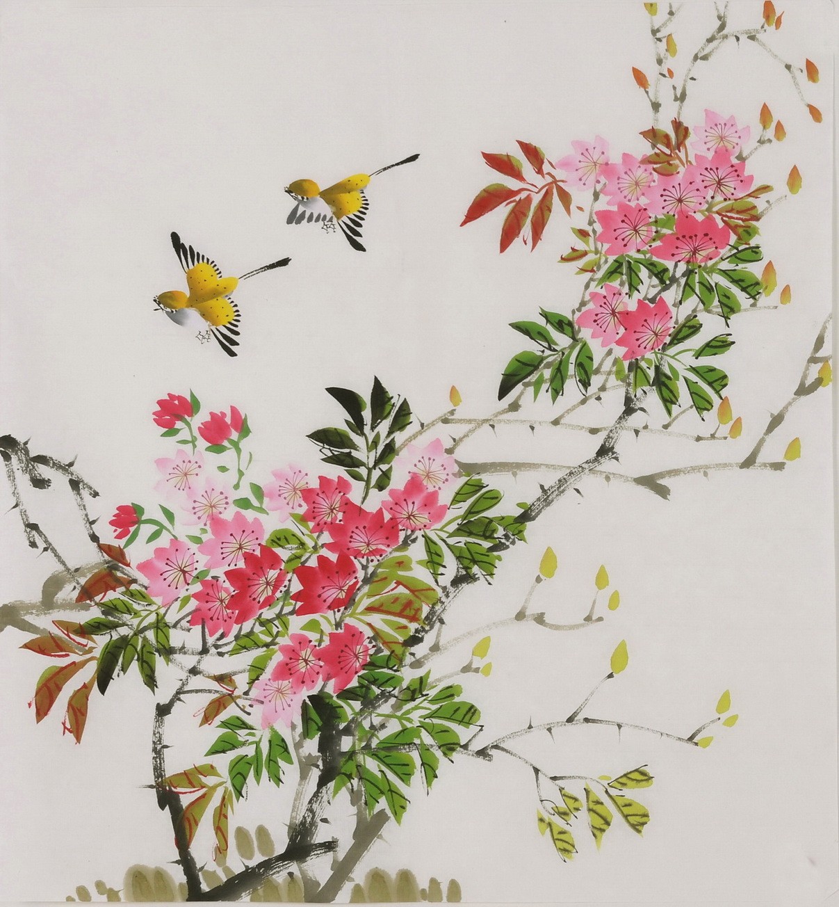 Peach Blossom - CNAG006453