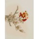 Peony - CNAG006455