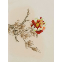 Peony - CNAG006455