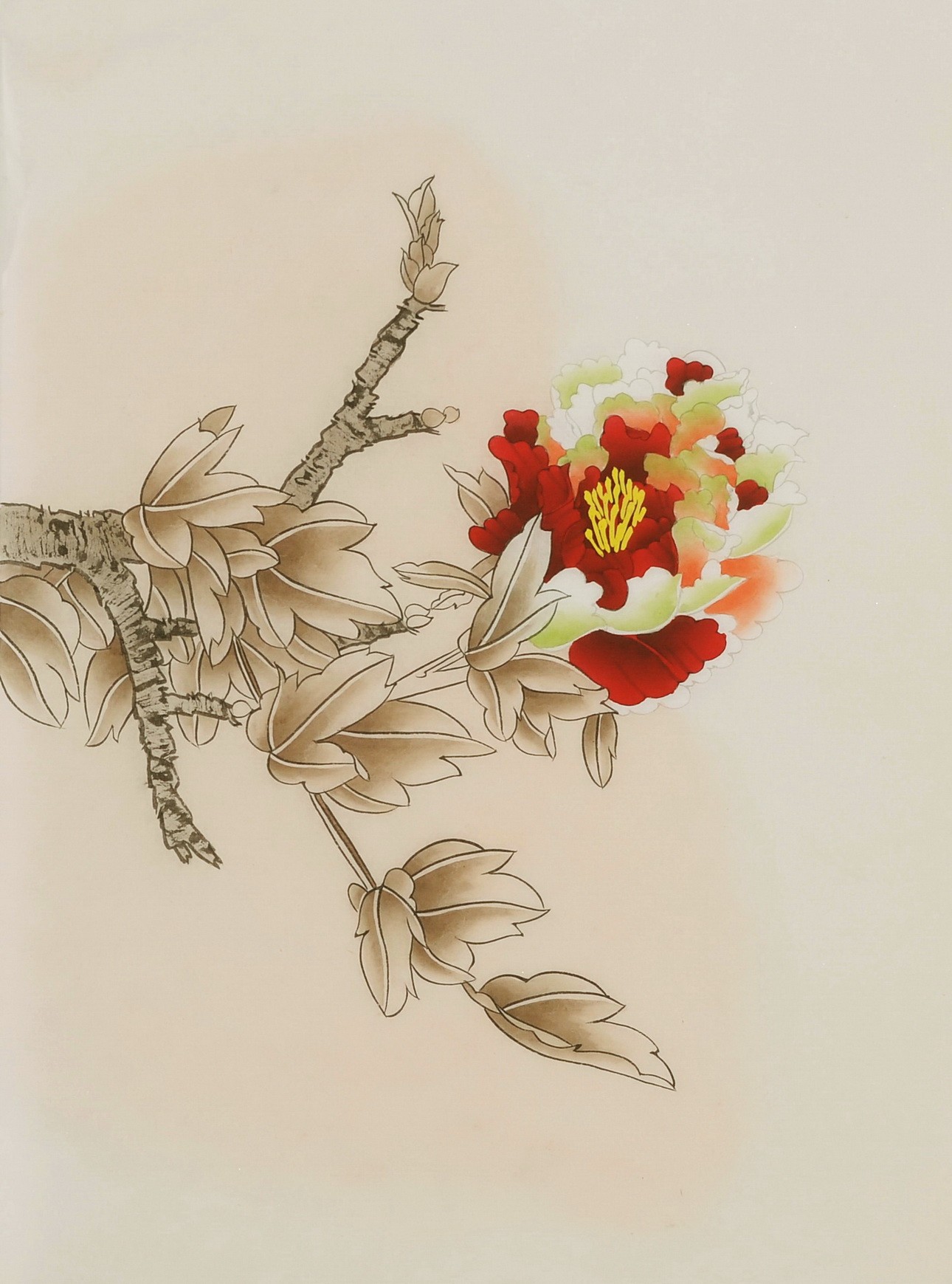 Peony - CNAG006455