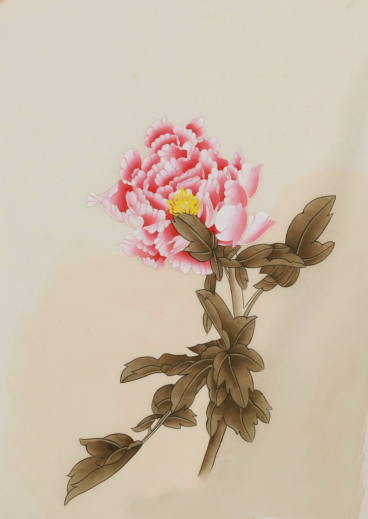 Peony - CNAG006457