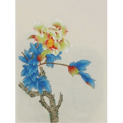 Peony - CNAG006459