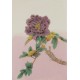 Peony - CNAG006461